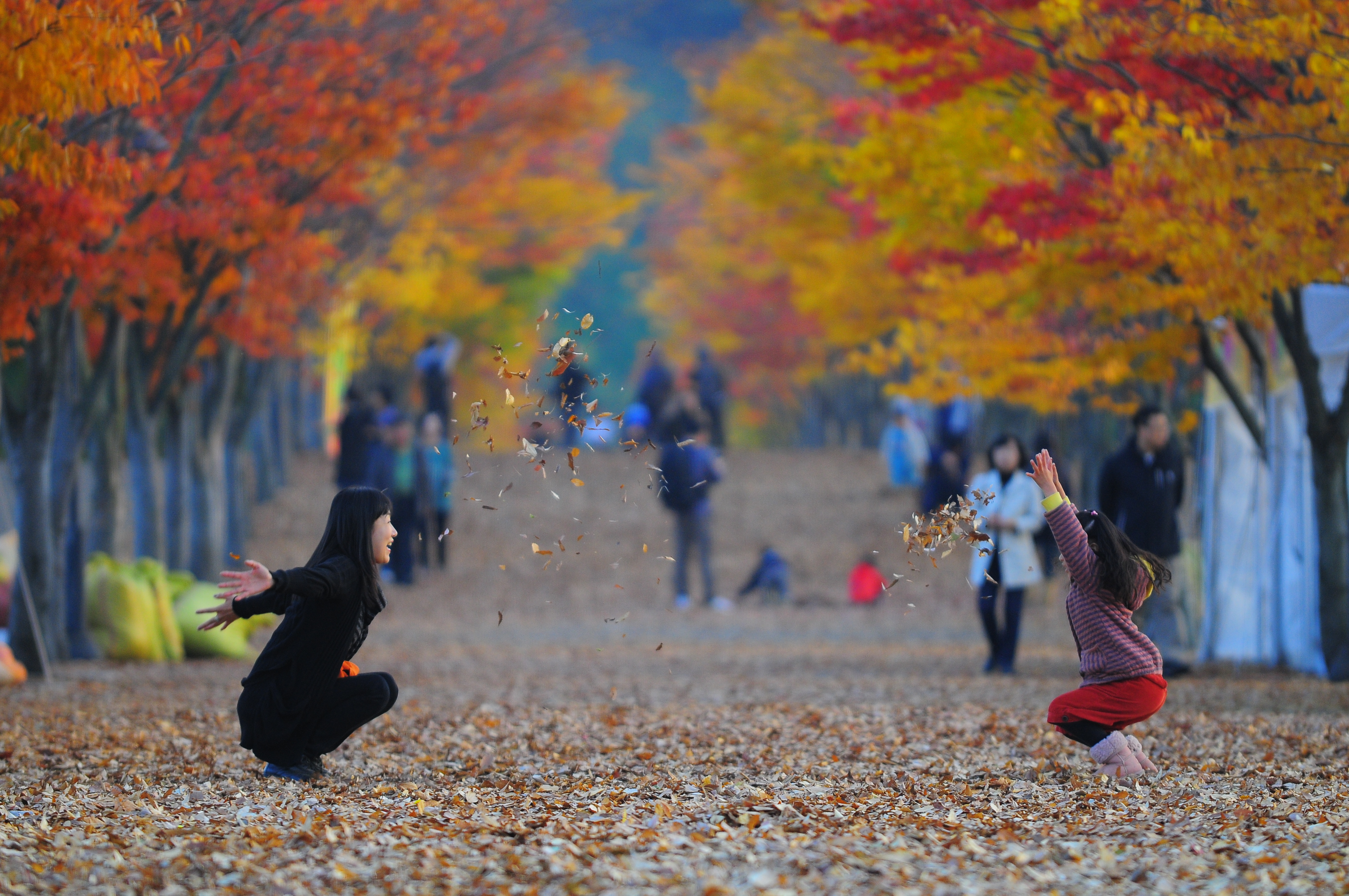 4,77-2울산 문수경기장 마로니에 단풍길.JPG